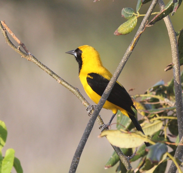 Yellow-backed Oriole