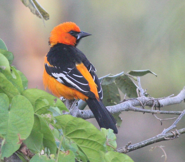 Altamira Oriole