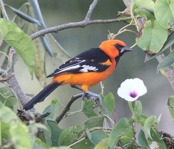 Altamira Oriole