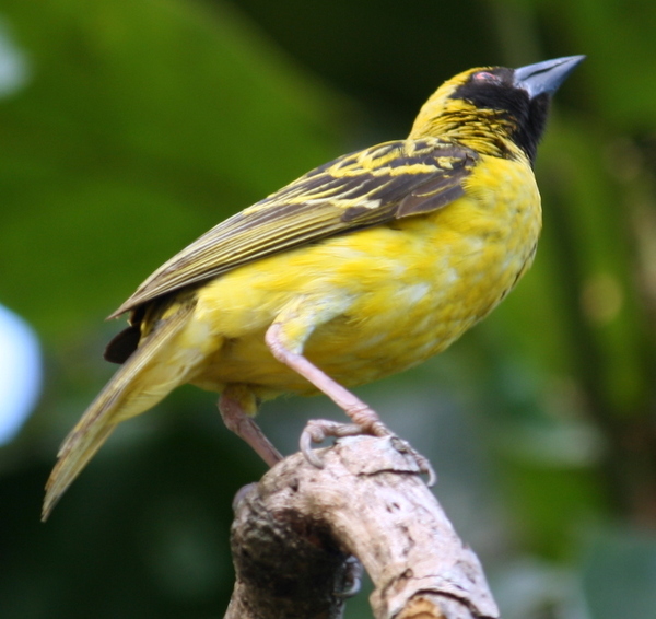 Village Weaver Village Weaver