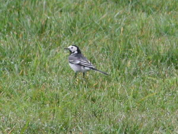British Pied Wagtail British Pied Wagtail