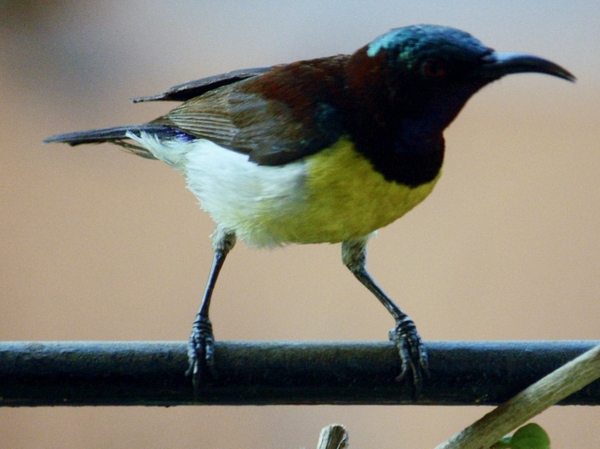 Purple-rumped Sunbird