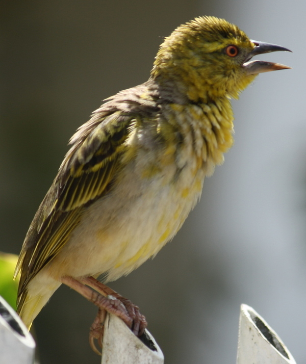 Village Weaver