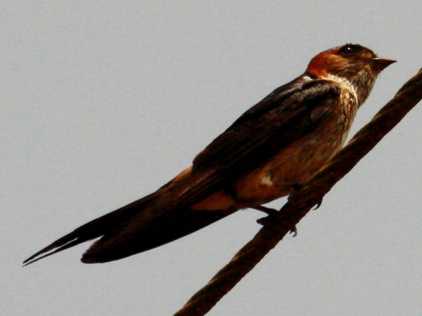Common Swallow