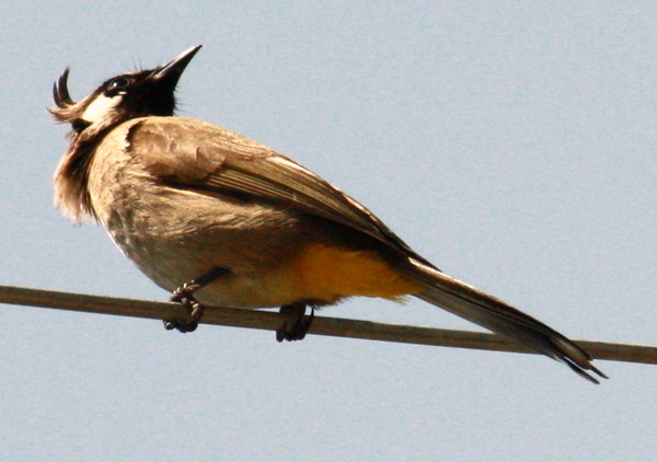 White-eared Bulbul White-eared Bulbul