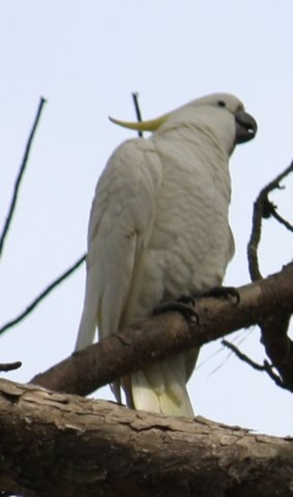 Sulphur-crested Cockatoo Sulphur-crested Cockatoo