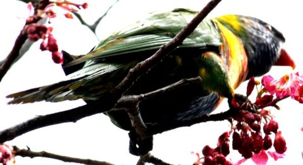 Rainbow Lorikeet Rainbow Lorikeet
