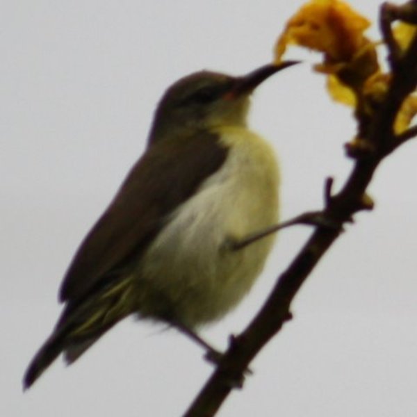 Purple-rumped Sunbird