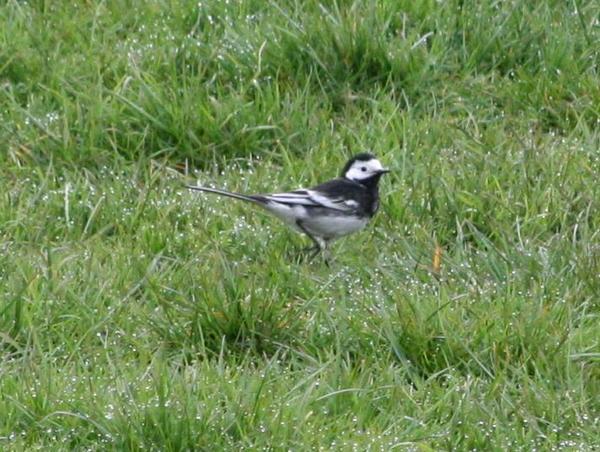 British Pied Wagtail