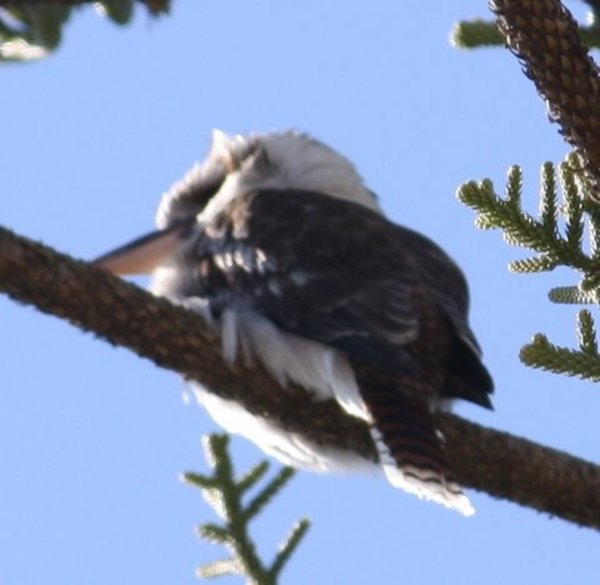 Kookaburra Kookaburra