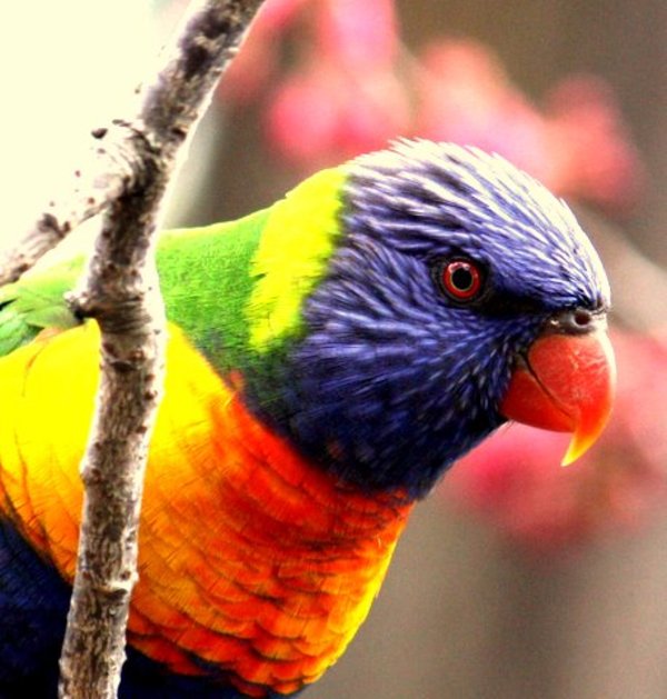 Rainbow Lorikeet Rainbow Lorikeet