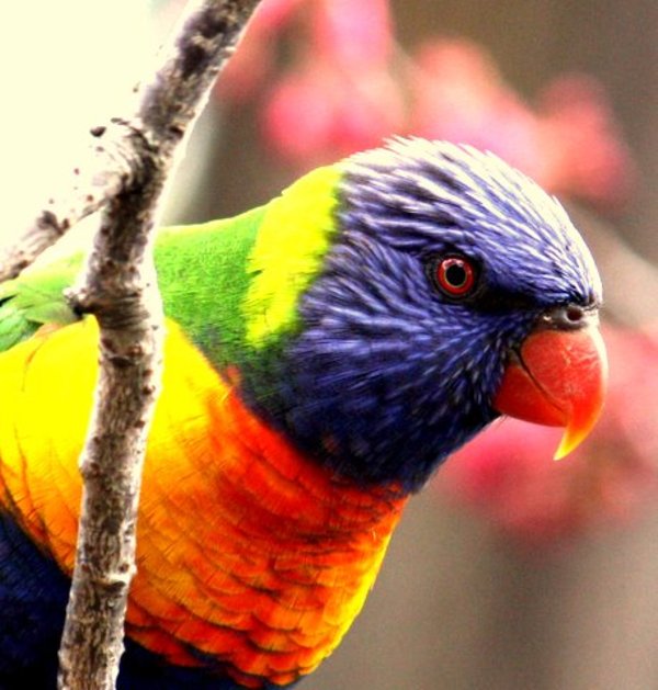 Rainbow Lorikeet