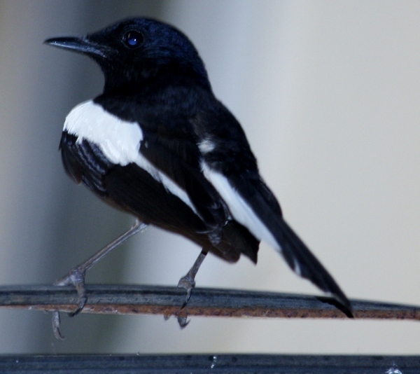 Oriental Magpie-Robin