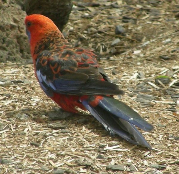 Crimson Rosella Crimson Rosella