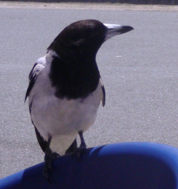 European Magpie