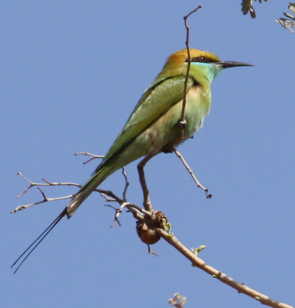 Green Bee-eater Green Bee-eater