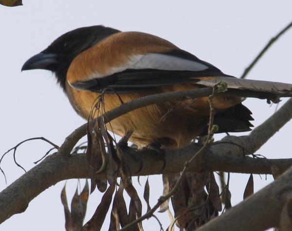 Rufous Treepie