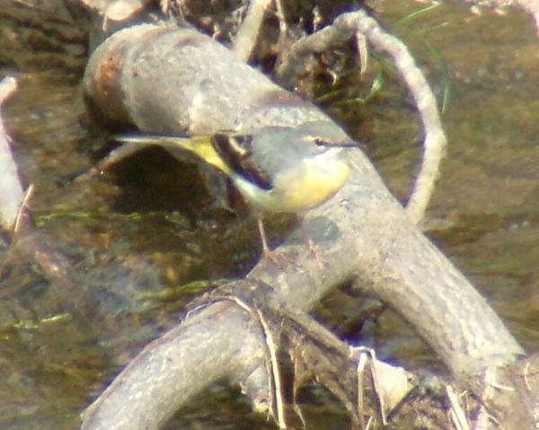 Grey Wagtail Grey Wagtail