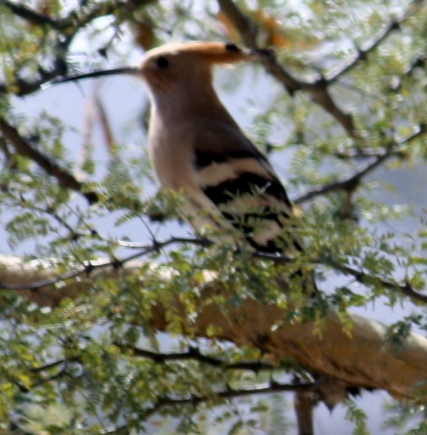 Hoopoe Hoopoe