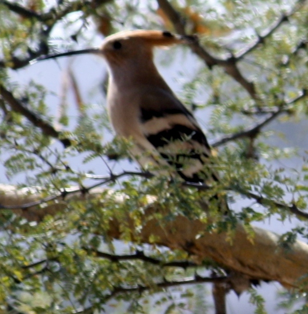 Hoopoe