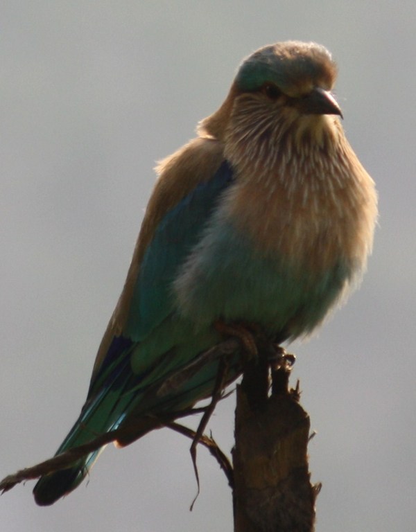 Indian Roller Indian Roller