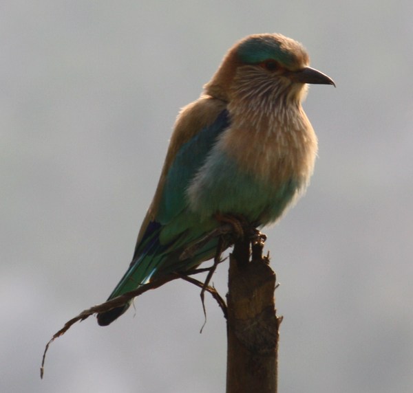 Indian Roller Indian Roller