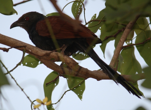 Greater Coucal