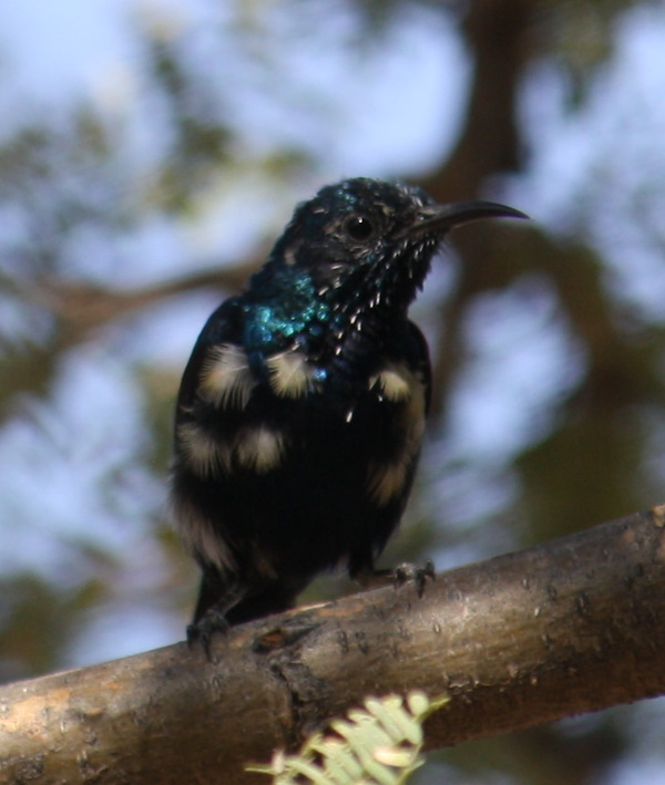 Purple Sunbird Purple Sunbird
