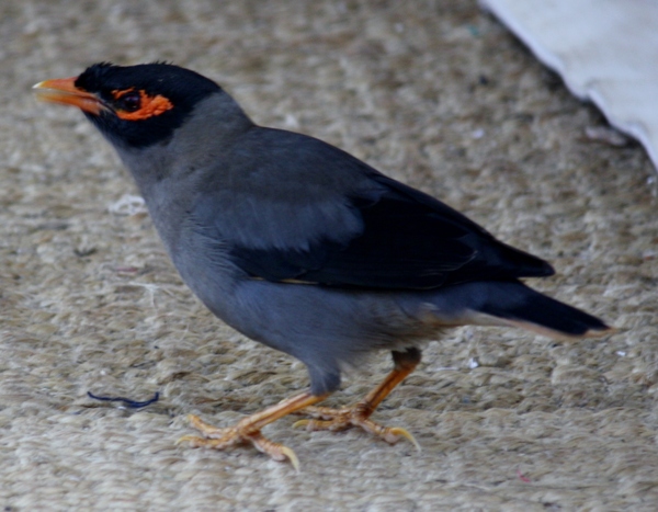 Common Myna Common Myna