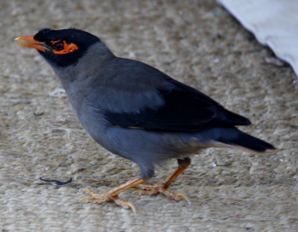 Common Myna