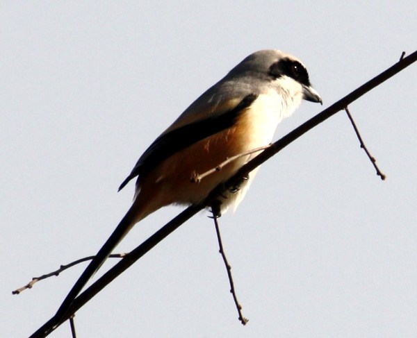 Rufous-backed Shrike