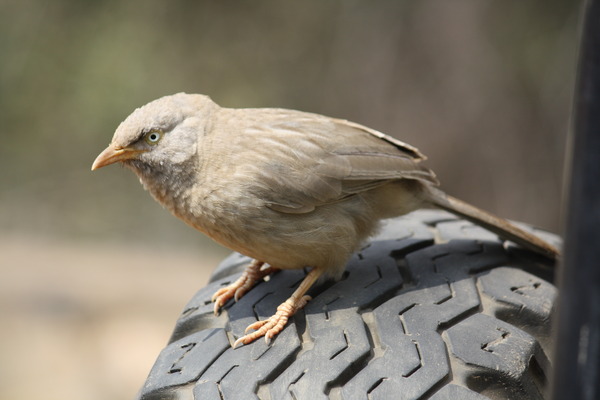 Large Grey Babbler