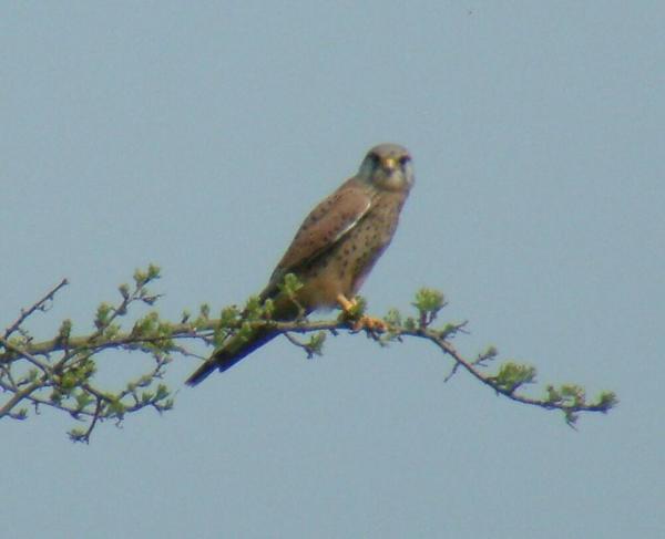 Common Kestrel Common Kestrel