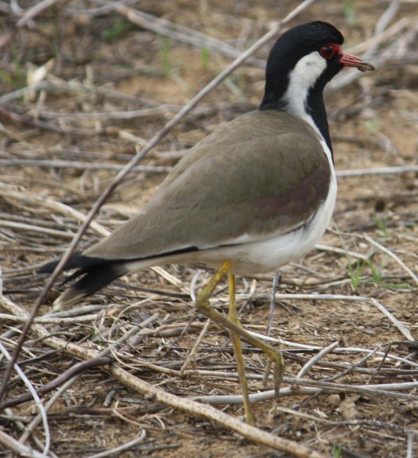 Red-wattled Lapwing Red-wattled Lapwing