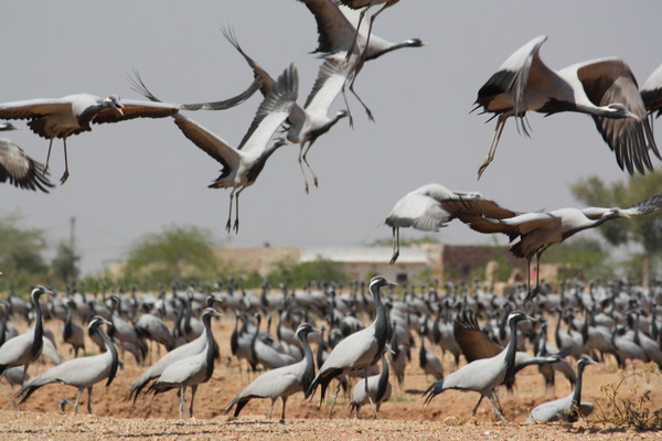 Siberian Crane