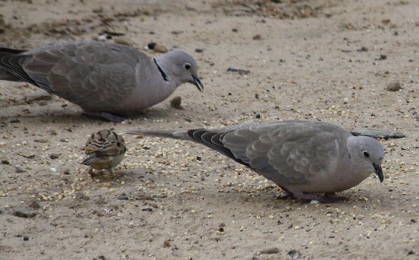 Eurasian Collared Dove Eurasian Collared Dove