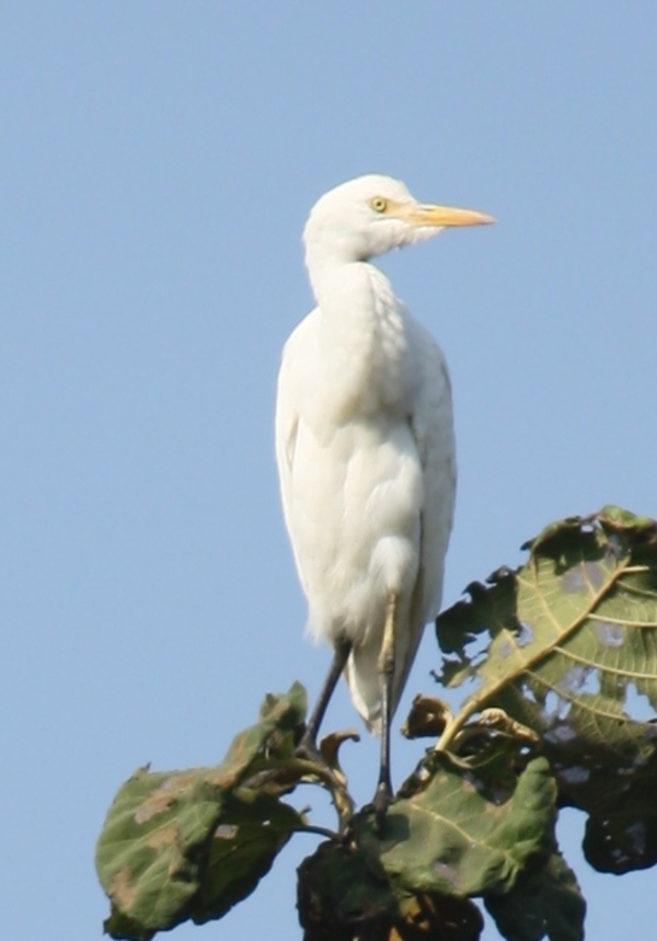 Cattle Egret