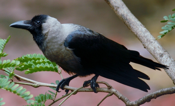 House Crow