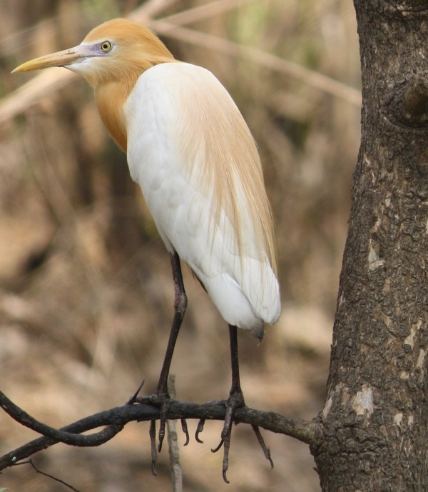 Cattle Egret