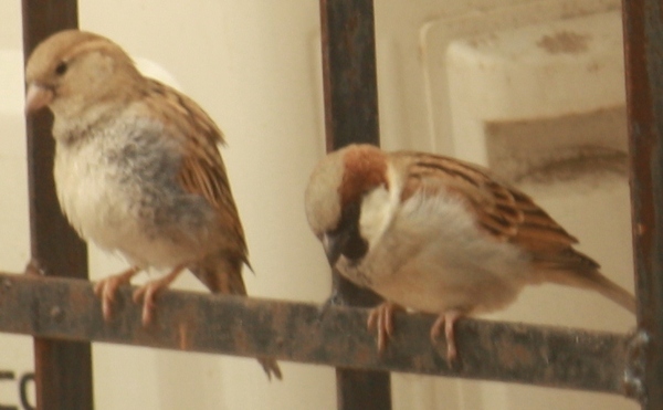 House Sparrow