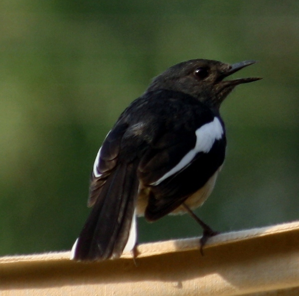 Pied Bushchat Pied Bushchat