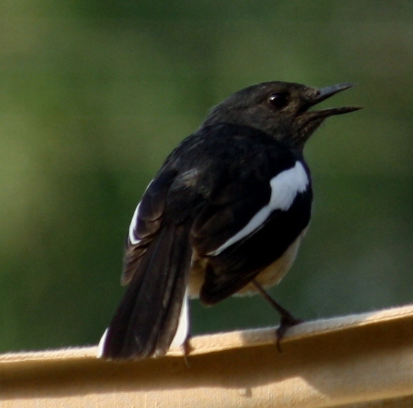 Pied Bushchat