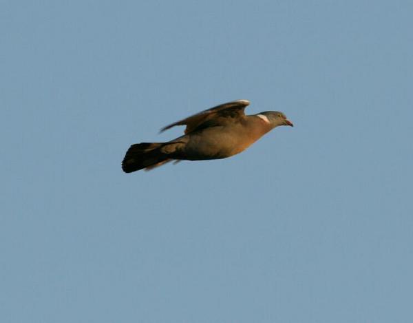 Wood Pigeon Wood Pigeon