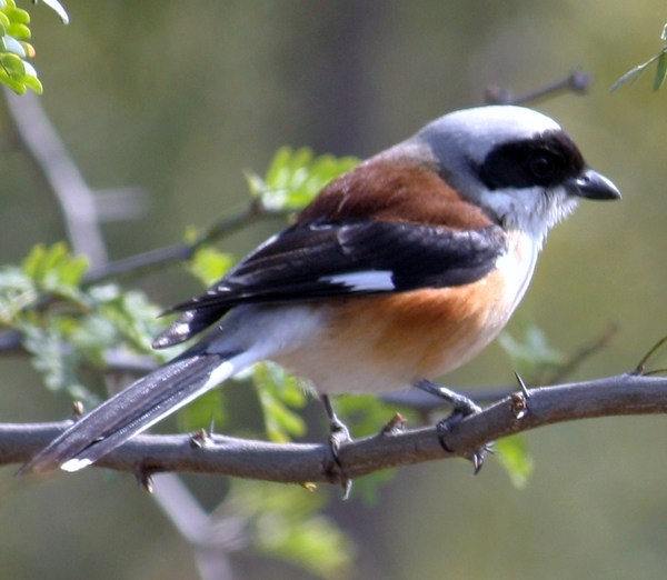 Great Grey Shrike