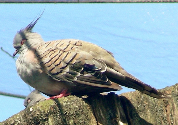 Crested Pigeon