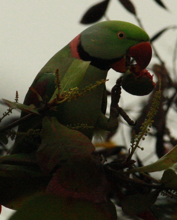 Ring-necked Parakeet