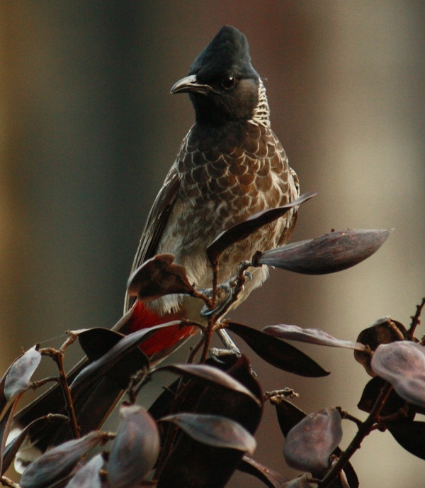 Red Whiskered Bulbul