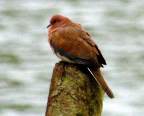 Laughing Dove