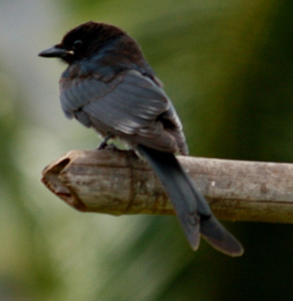 Black Drongo