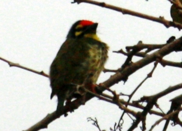 Coppersmith Barbet Coppersmith Barbet